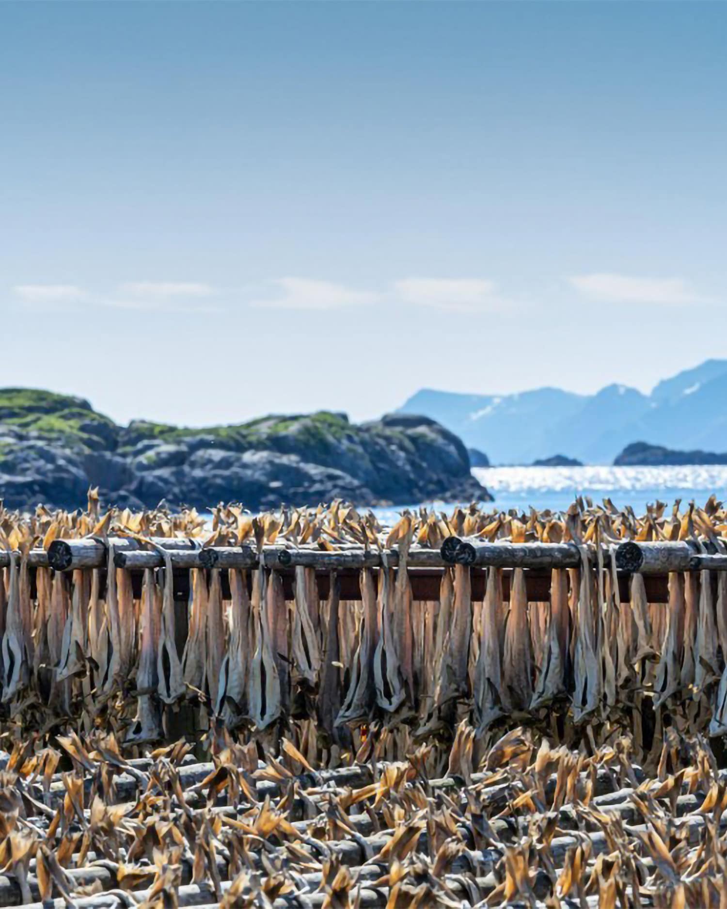 Codfish drying in the Lofoten climate. (Photograph: Stockfish From Lofoten)